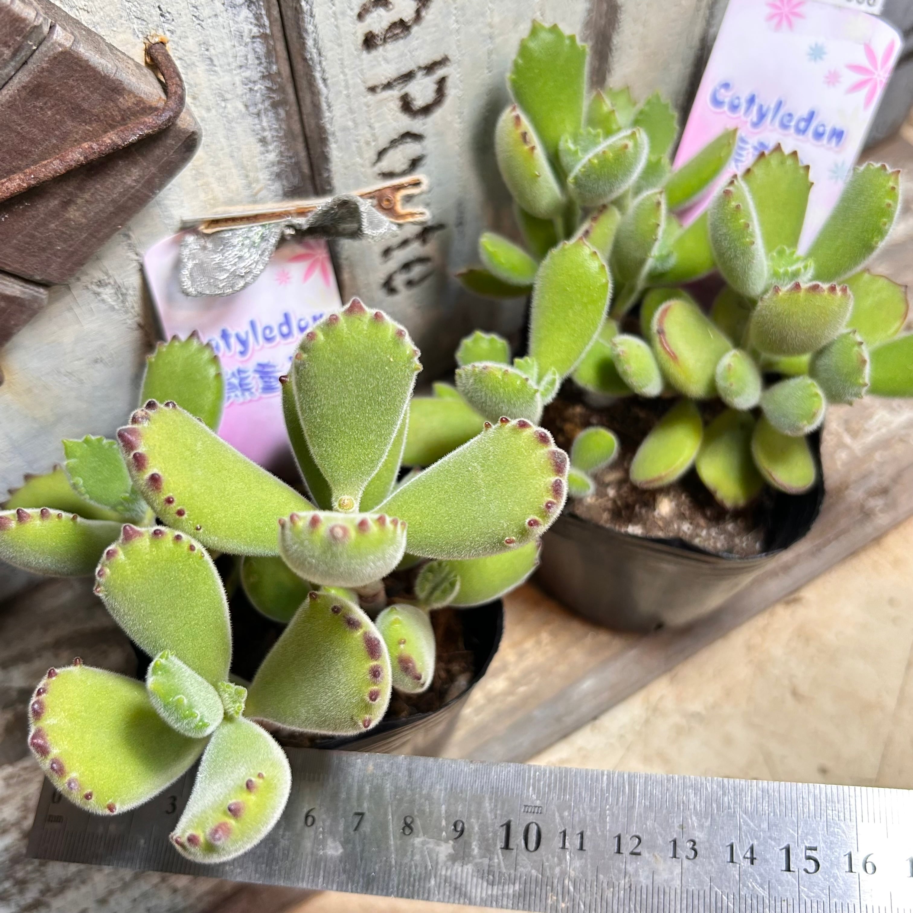 熊童子 | RuPo 多肉植物専門店