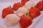 【熊本県農家直送】3種のいちご食べ比べギフト（2パック_500g）