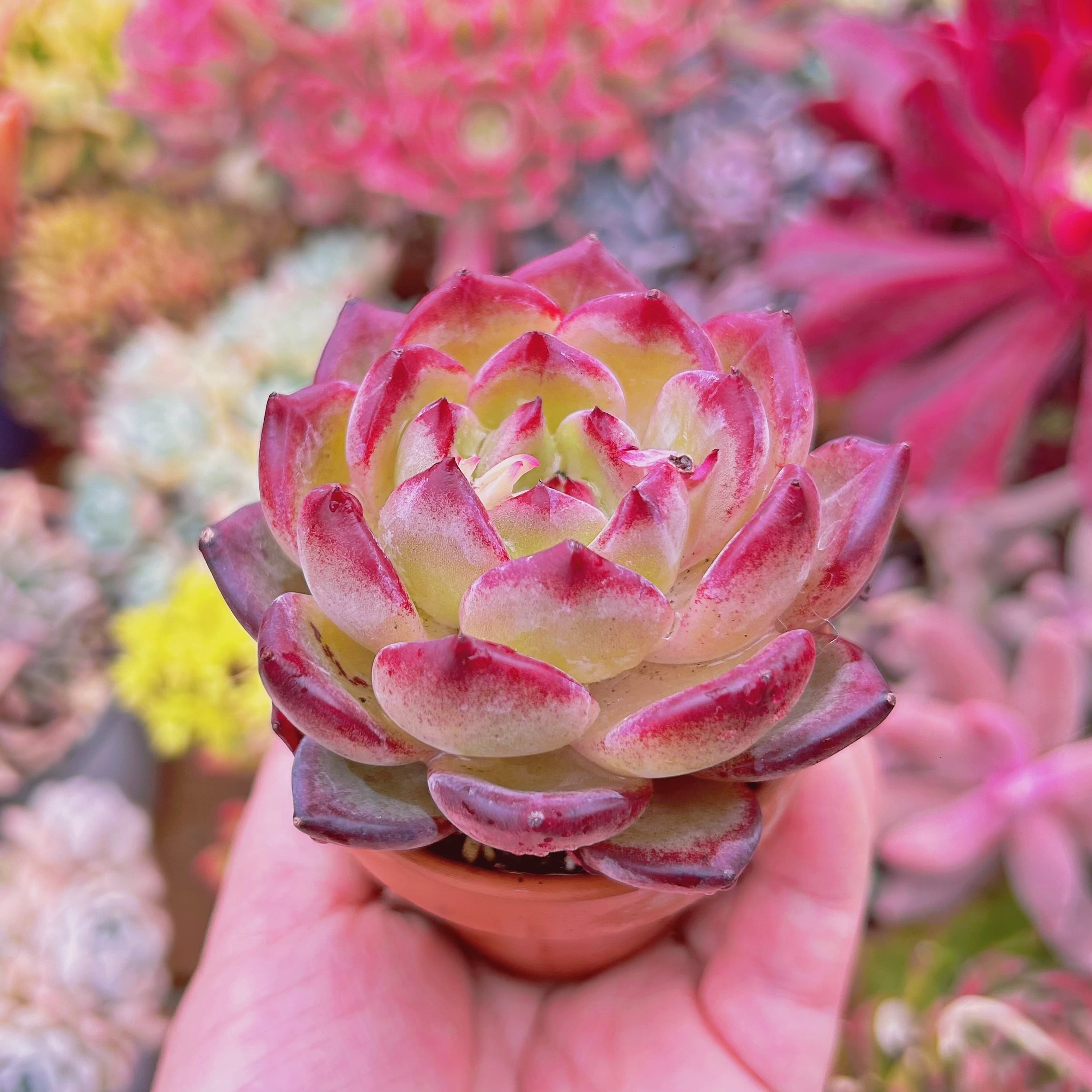 多肉植物　ルル　専用 多肉植物 Echeveria 新品種 ルビンxシャンペーン | るる農園~多肉植物専門