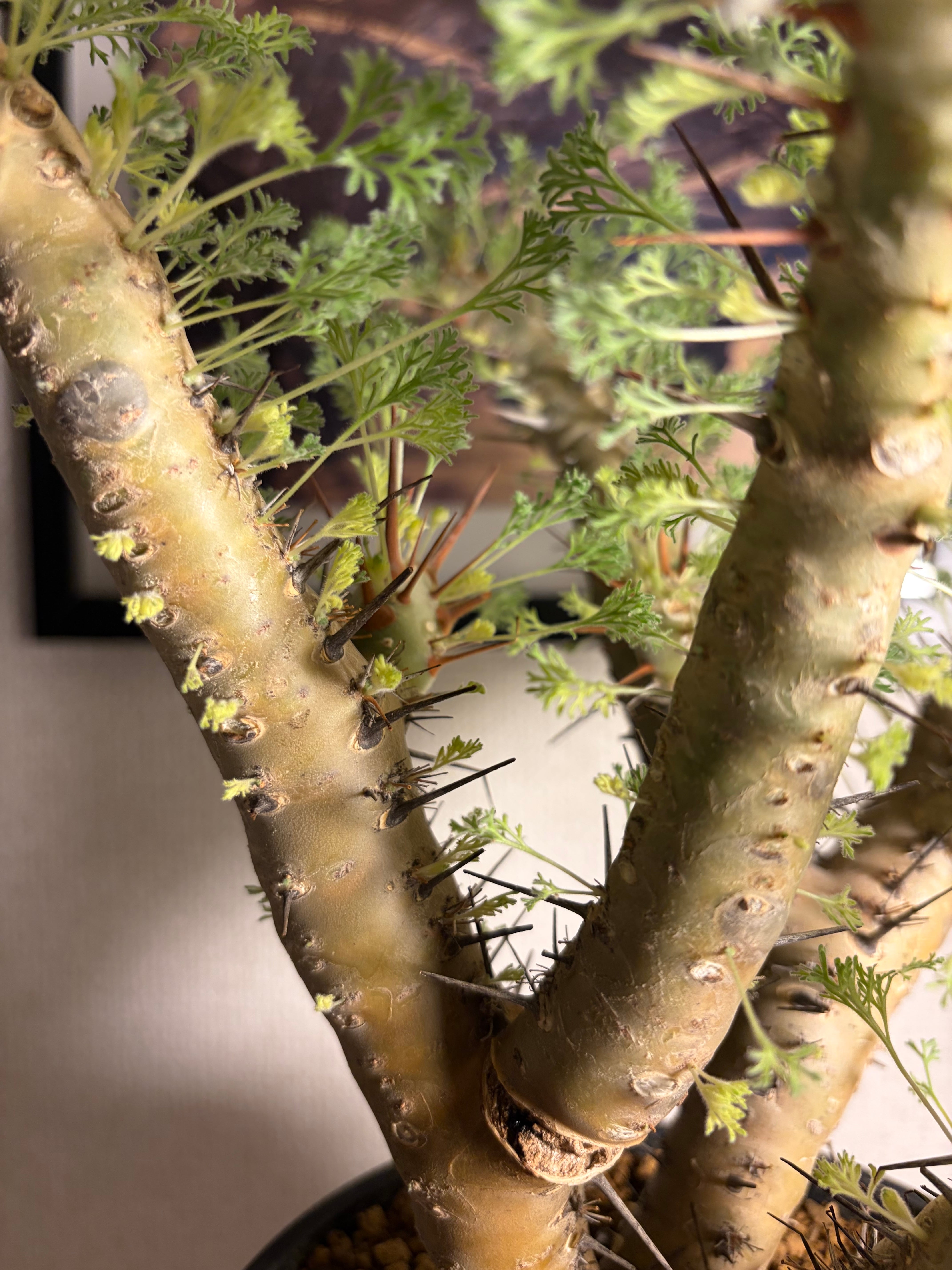 モンソニア クラシカウレ 塊根植物 コミフォラ ケラリア フォークイ