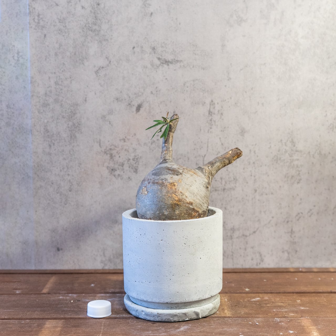 【胴回り32.5cm/発根済】パキポディウム グラキリス 圧倒的な存在感 モルタル鉢仕立て 本物志向のインテリアグリーン おしゃれ／虫の発生防止