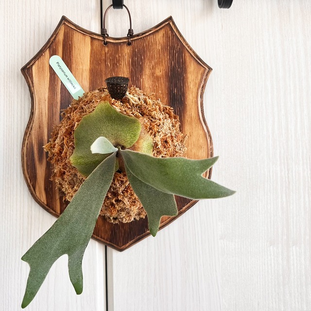 ビカクシダ ウィリンキー 板付 【観葉植物 室内 コウモリラン】