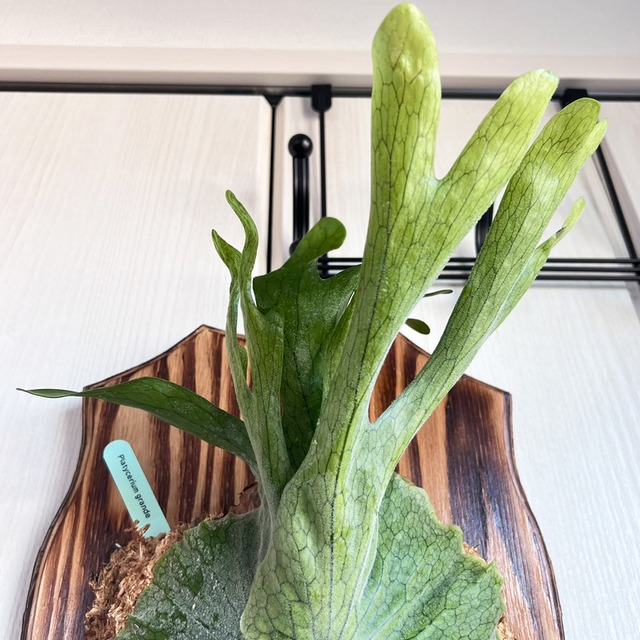 ビカクシダ グランデ 板付 【観葉植物 壁掛け コウモリラン】