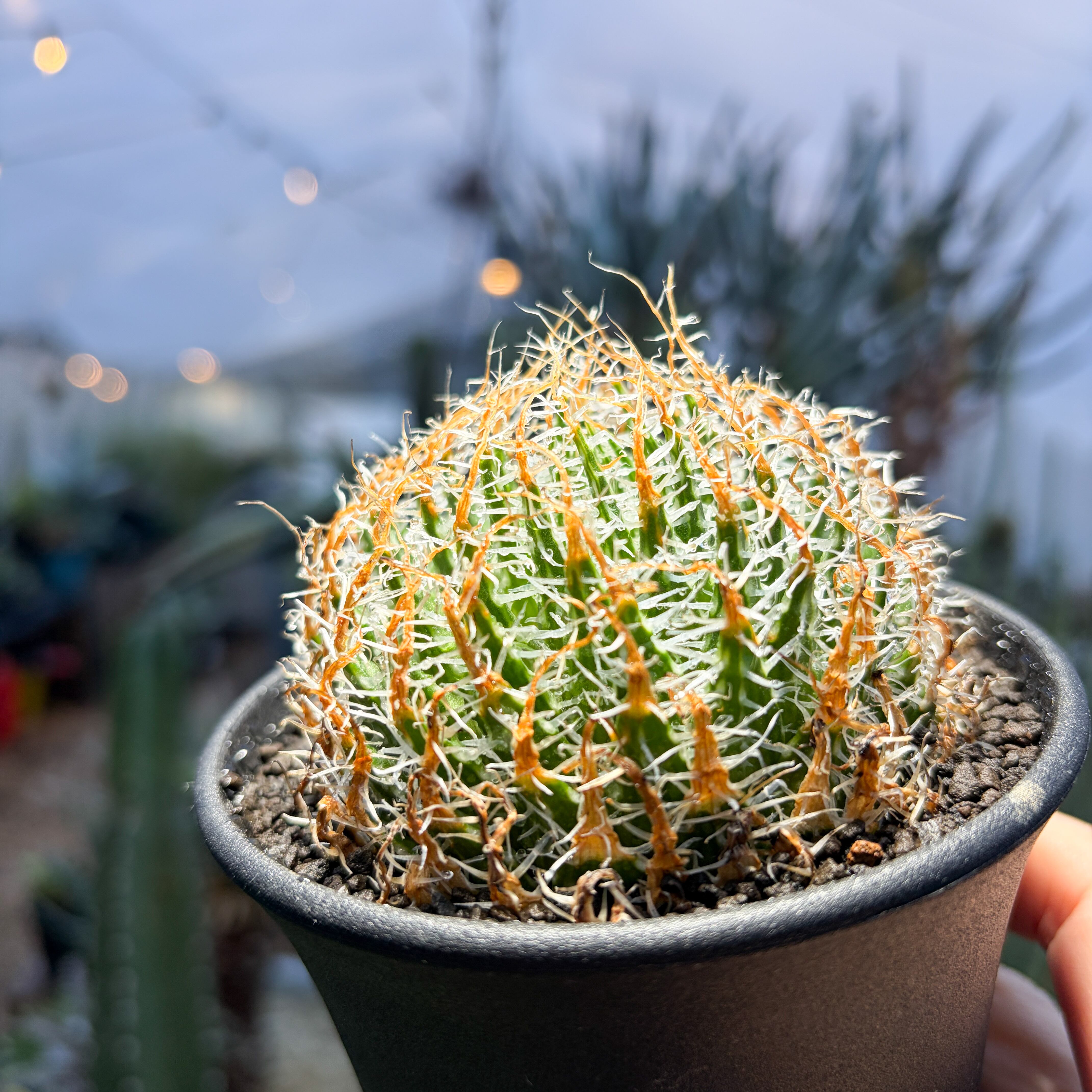 L*8様 多肉植物　ハオルチア アラネア・ギガス錦　超美品 Haworthia gigas【ハオルチア・ギガス】 | RIMO'S GREEN 【Saboten
