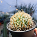 Haworthia gigas【ハオルチア・ギガス】