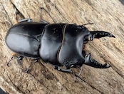 【WD】《パプアヒラタクワガタ 51mm ペア》