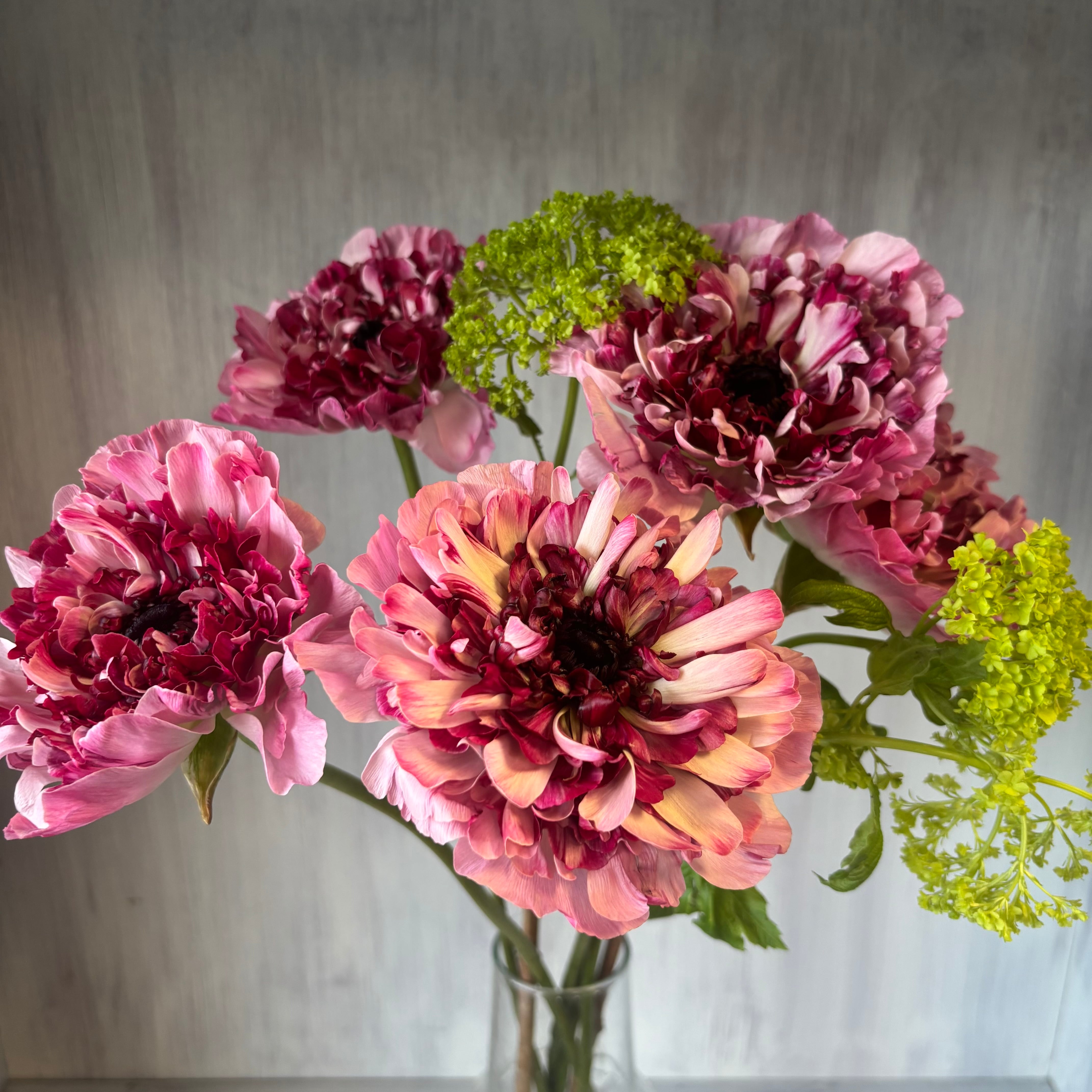 ラナンキュラス 『ラックス アリアドネ』10本 | 新鮮お花問屋 Jp