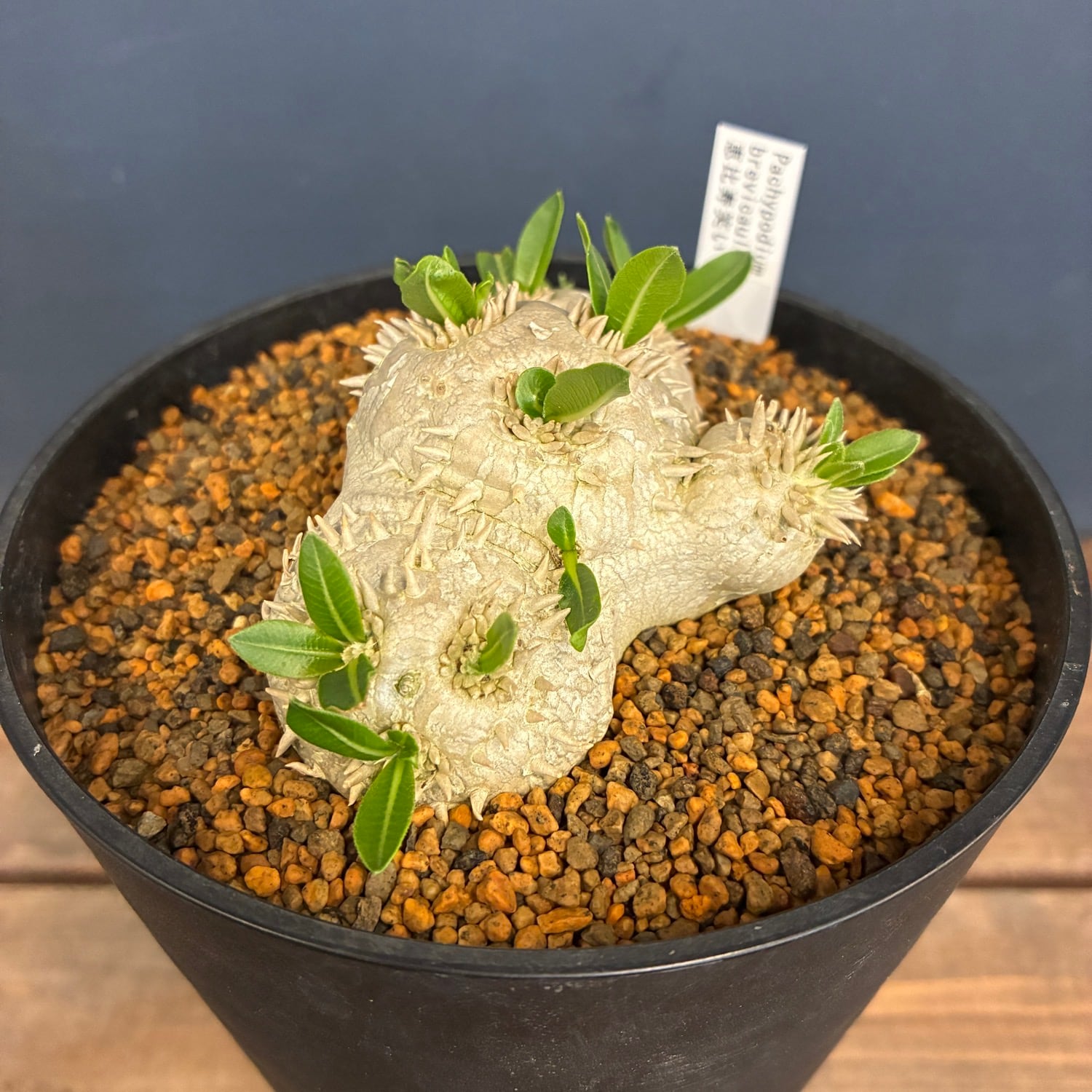 塊根植物 | PROTOLEAF プロトリーフ