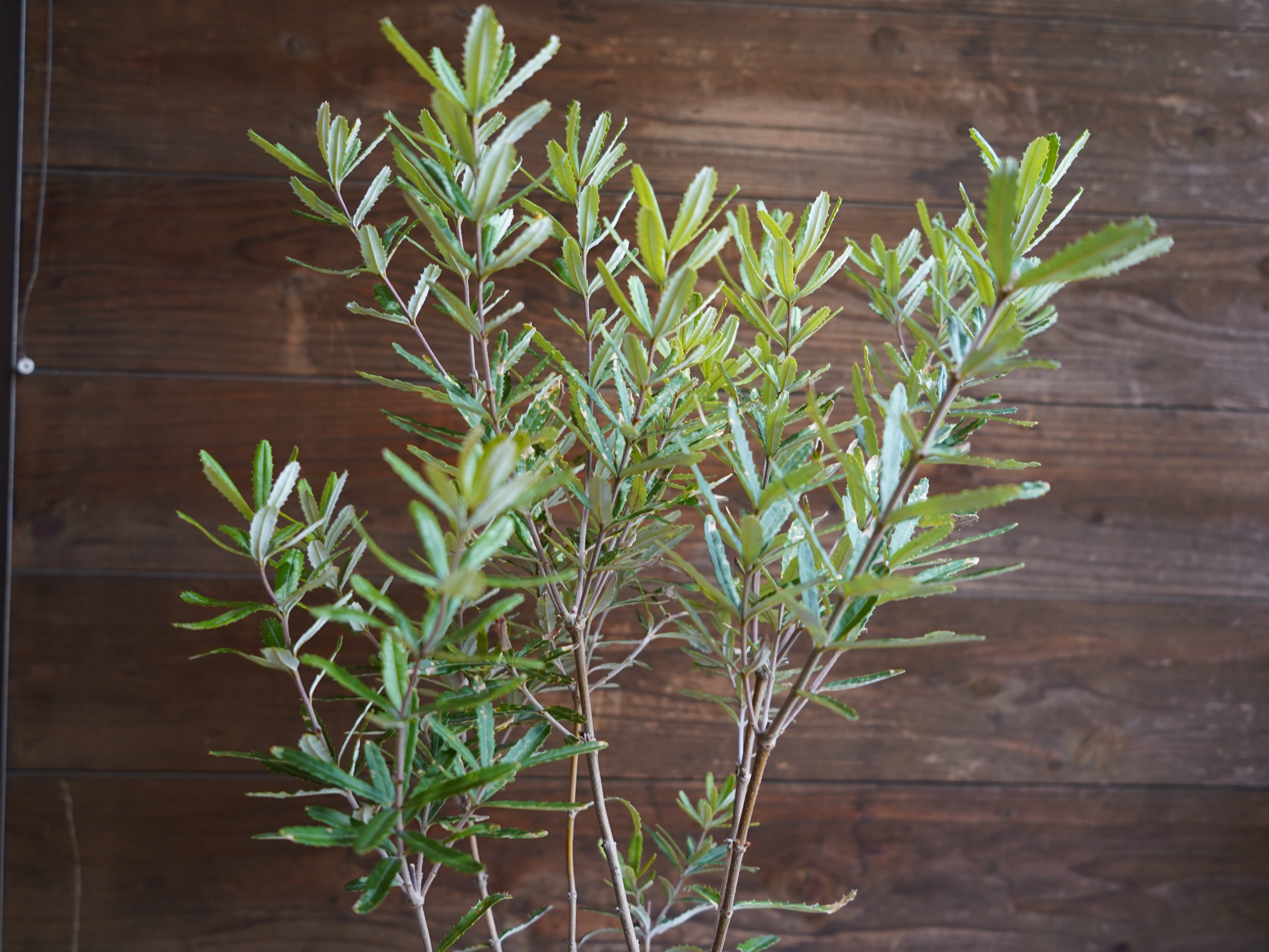 【現物】バンクシア　”セミヌダ”　B