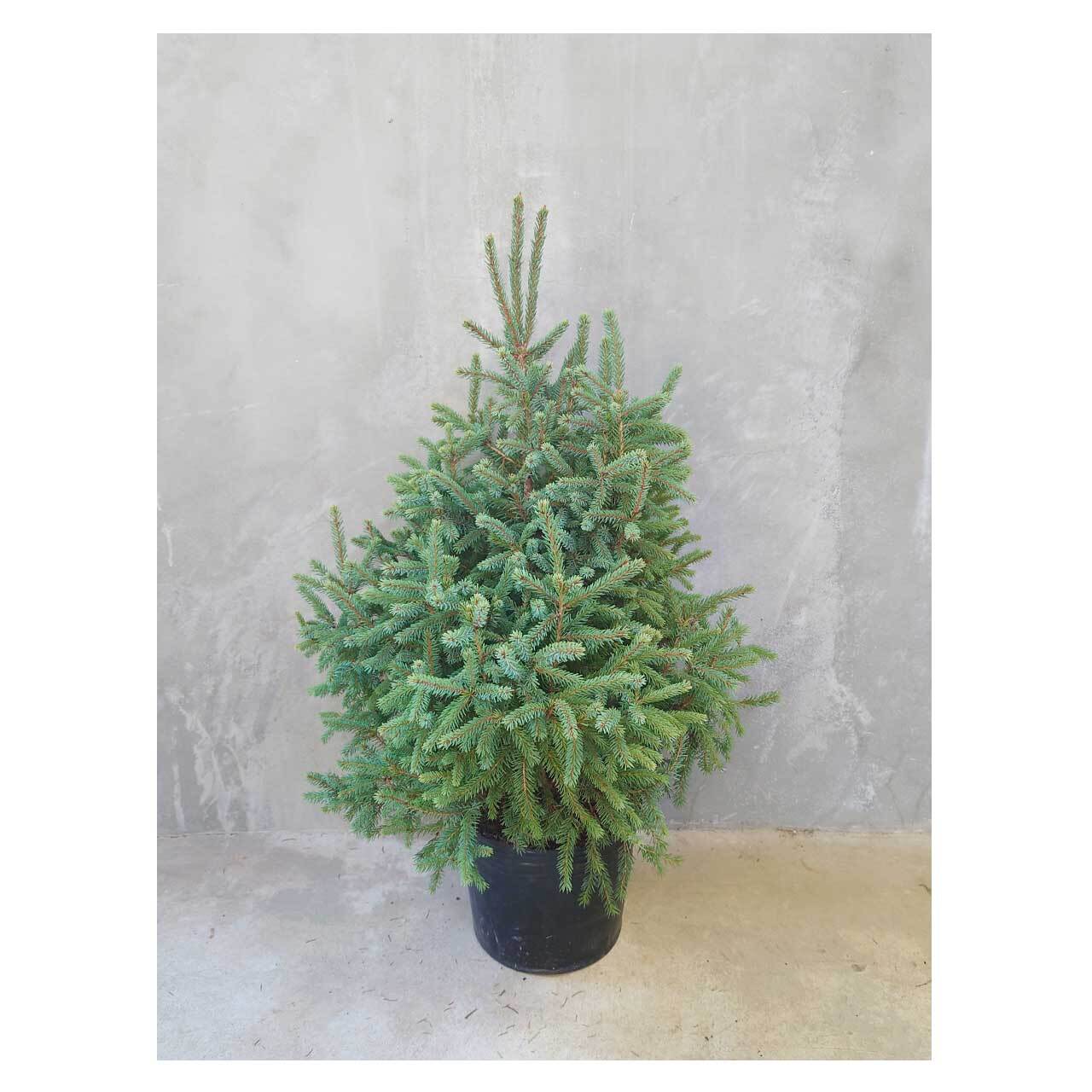 Picea glauca 'ekini gold' | Seeding
