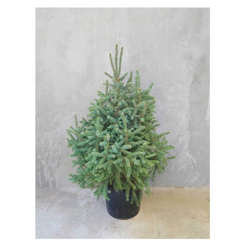 Picea glauca 'ekini gold'