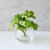 ミント フェイクグリーン 造花 観葉植物 ガラス花瓶 卓上グリーン ミニ観葉植物 インテリア H約15cm