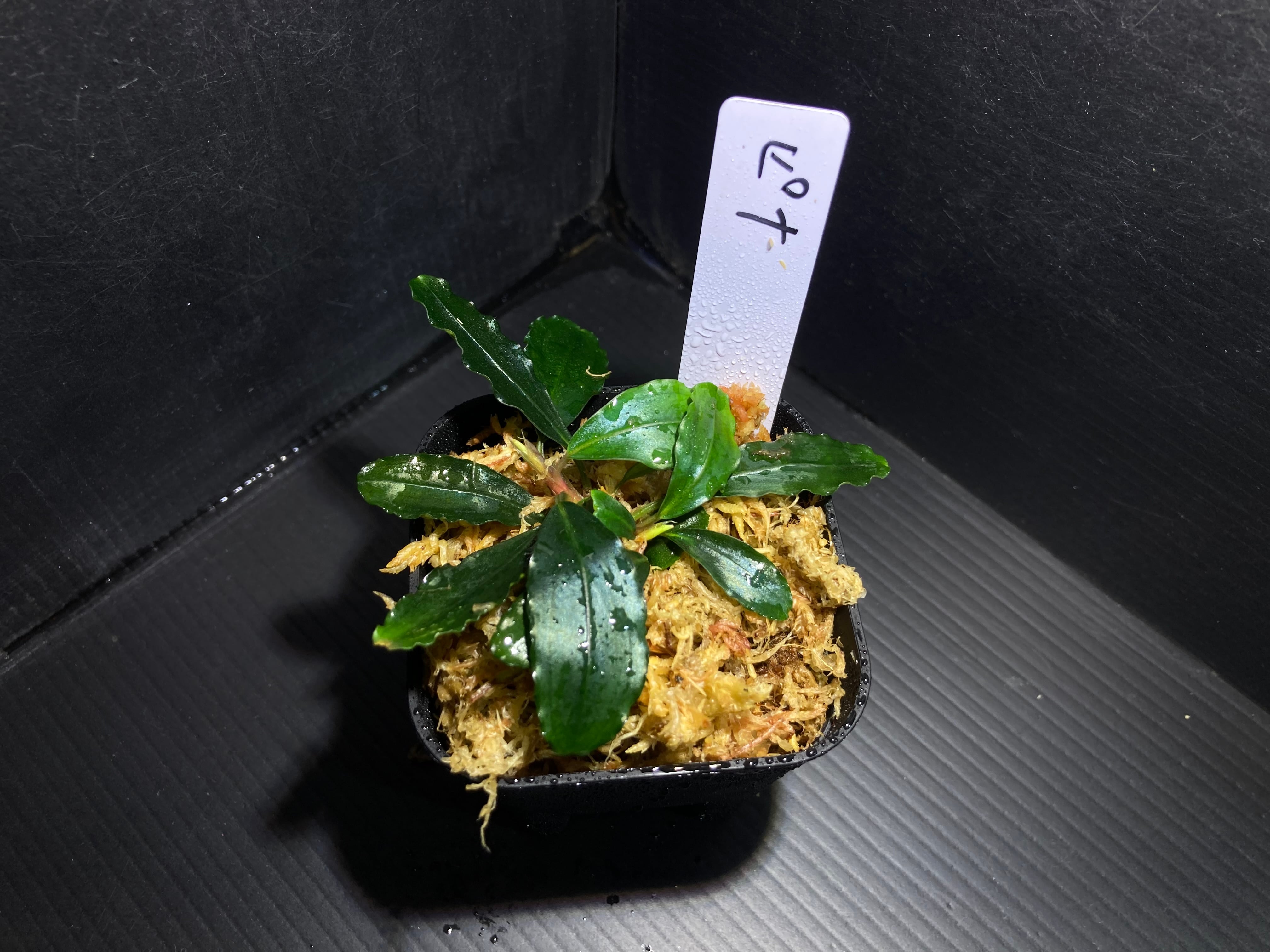 ブセファランドラ | AquaFocus