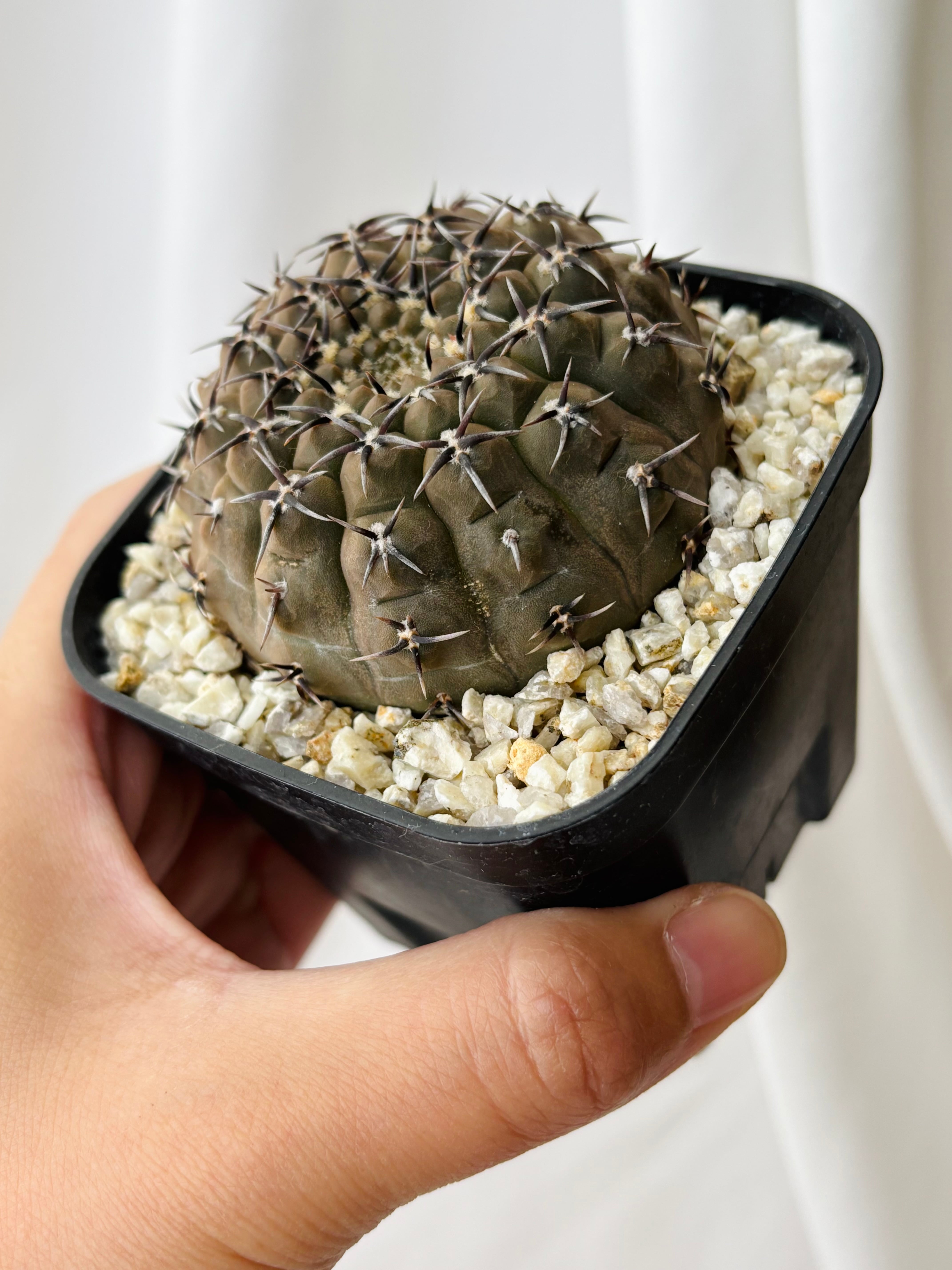 Gymnocalycium asterium ギムノカリキウム 黒刺鳳頭 サボテン | plants