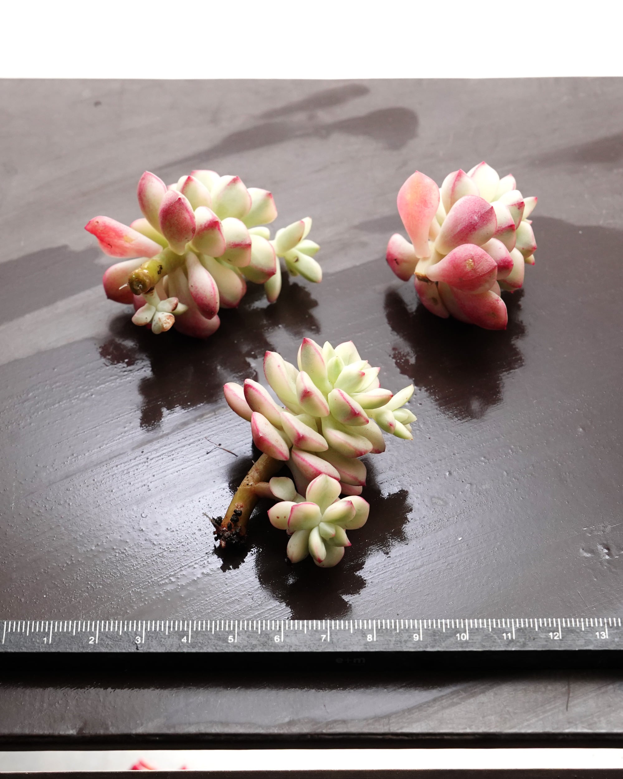 カット苗 タンゴ錦 Echeveria 'Tango' Variegated | PUKUBOOK SUCCULENTS