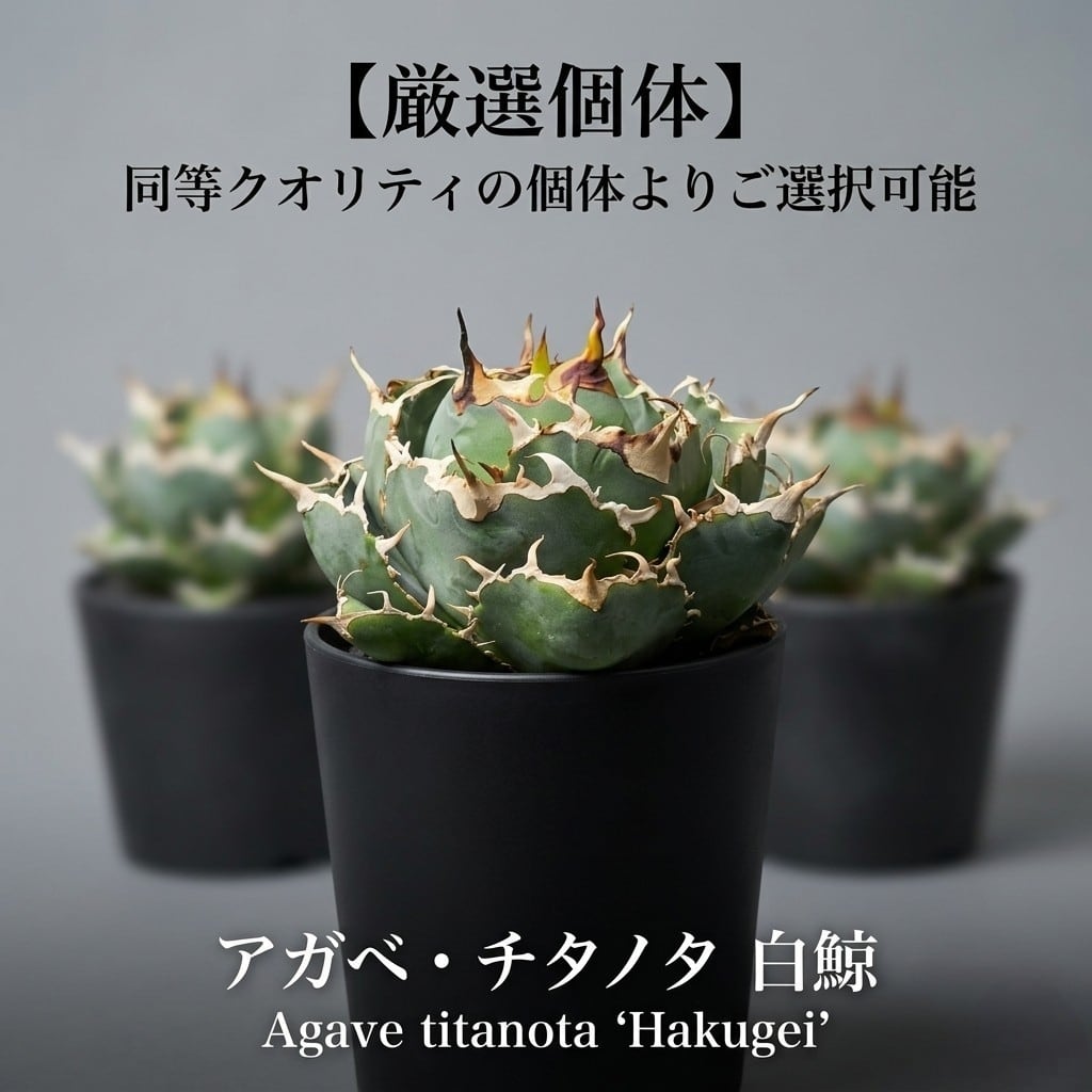 アガベ チタノタ 阿修羅 (Agave titanota 'Asura') | BRIDGE GARDEN