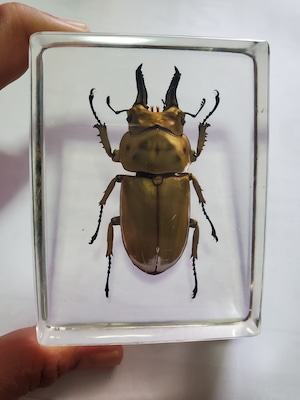 オウゴンオニクワガタ樹脂標本