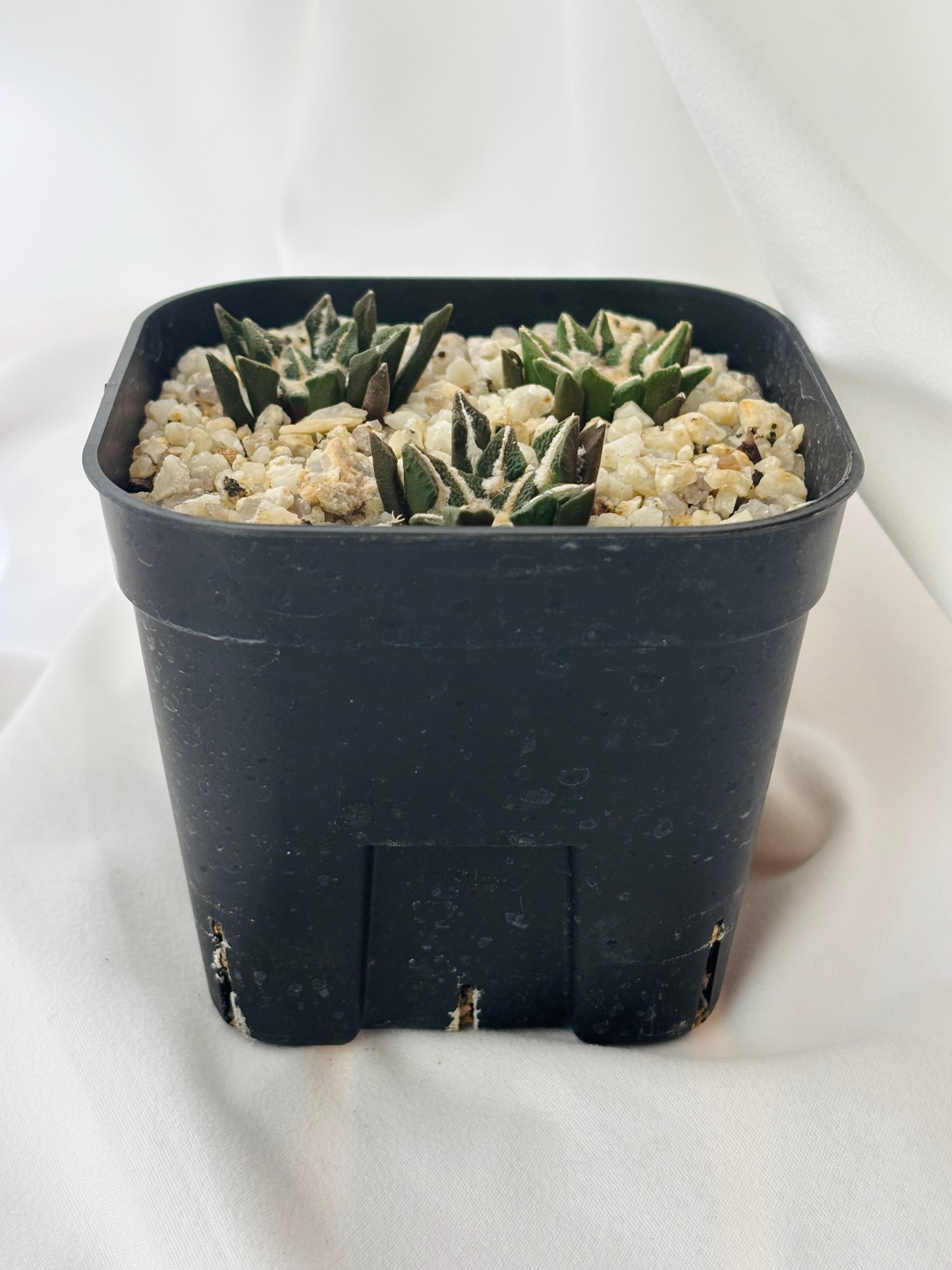 Ariocarpus kotschoubeyanus アリオカルプス 大疣黒牡丹 サボテン