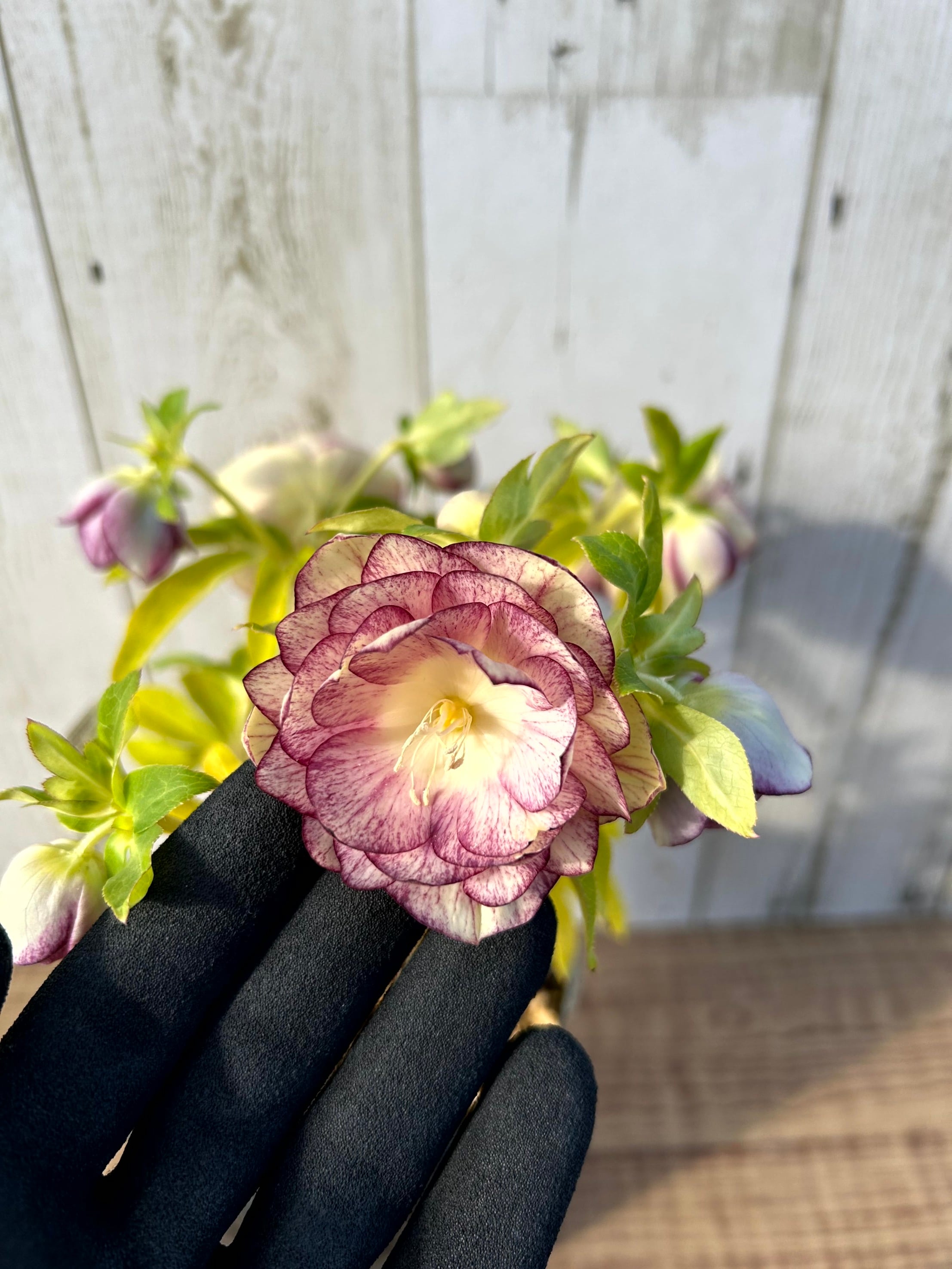 1/10up クリスマスローズ（加藤農園）キラメキ☆ディープレッド CR