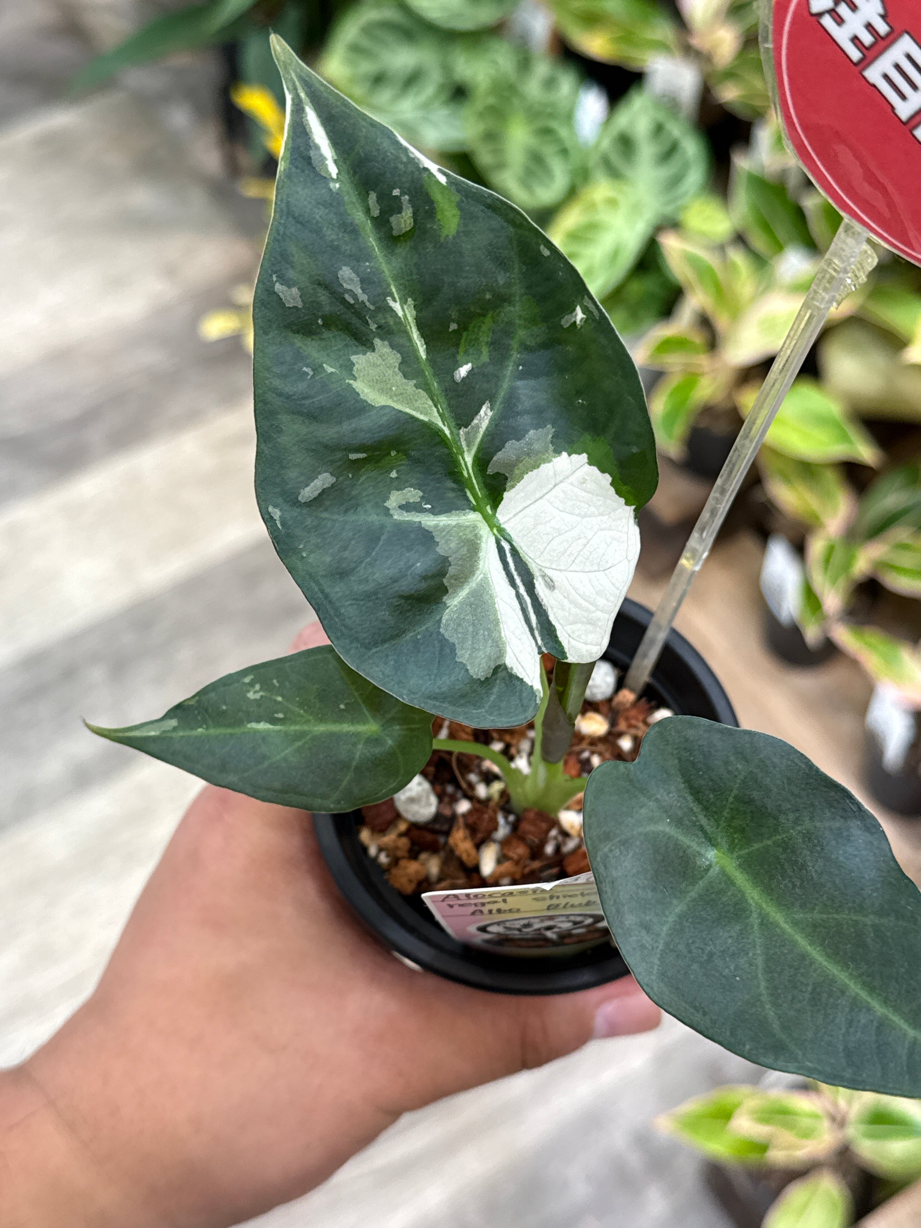 ネムノキ斑入り 7号 | Gardenえん 【観葉熱帯植物】