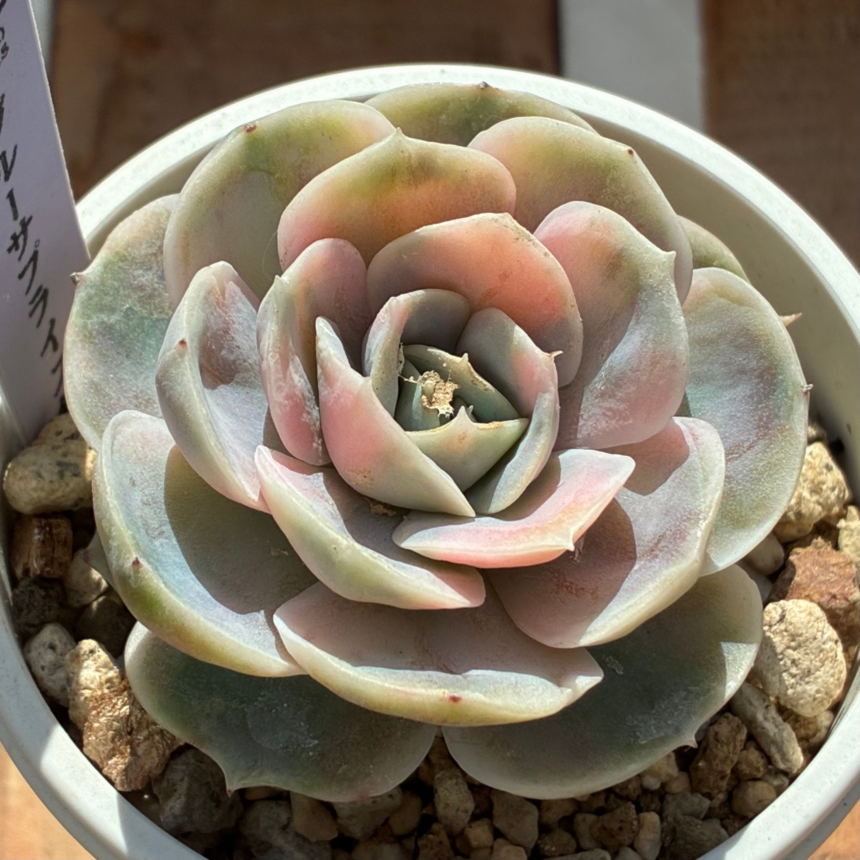 ハオルチア オブツーサ錦 赤太陽 | mocono_plants