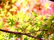 森　Ｎｏ．６２