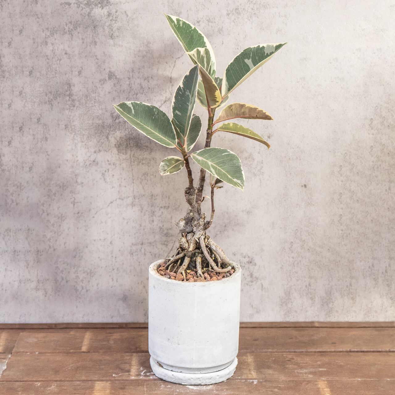 フィカス・ティネケ｜力強く伸びる気根と斑入り葉が美しい個性派インテリアグリーン｜レア株を楽しむ一点物｜手づくりモルタル鉢仕立て