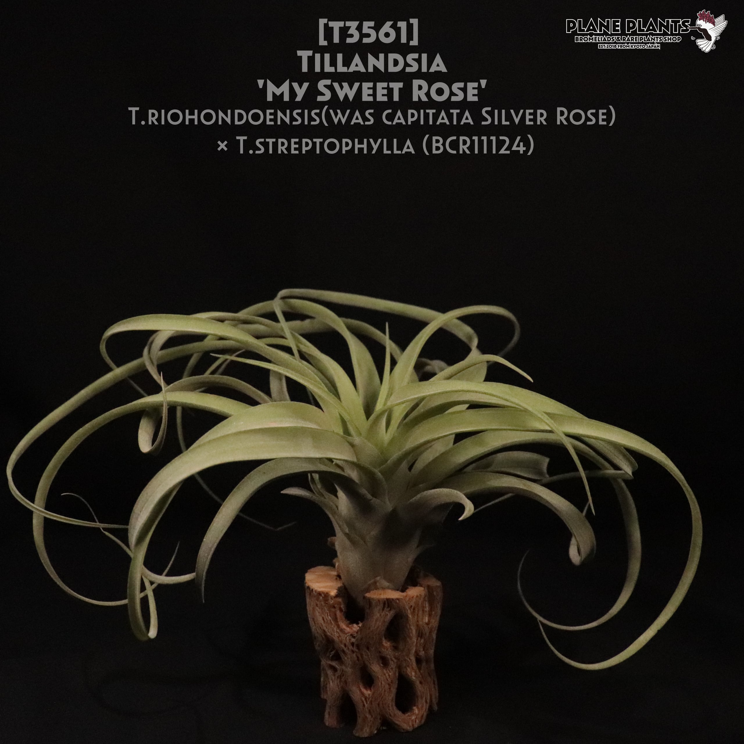 【送料無料】'My Sweet Rose'〔エアプランツ〕現品発送T3561