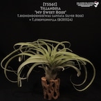 【送料無料】'My Sweet Rose'〔エアプランツ〕現品発送T3561