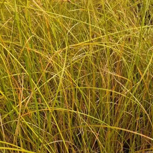 カレックス ディプセシア