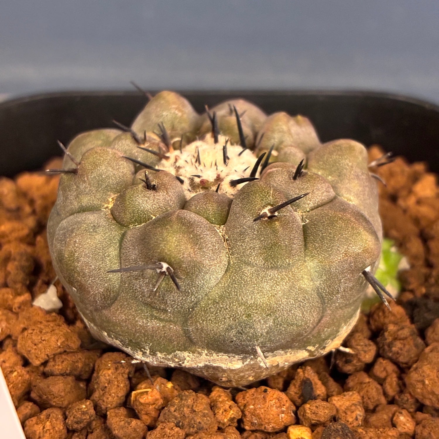Copiapoa】サボテン コピアポア 黒王丸実生【857】 | PROTOLEAF プロト
