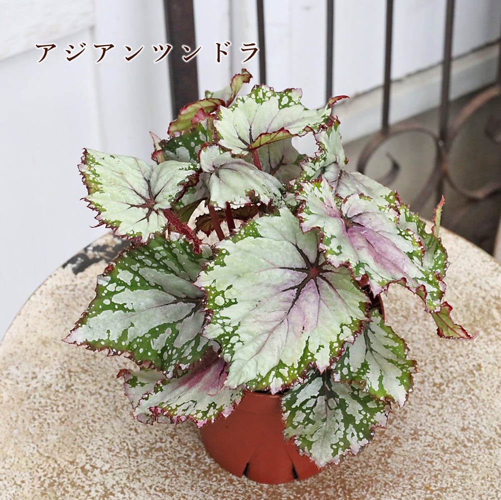 観葉植物 レックスベゴニア ビリーフシリーズ 3.5号 個性的 カラフル