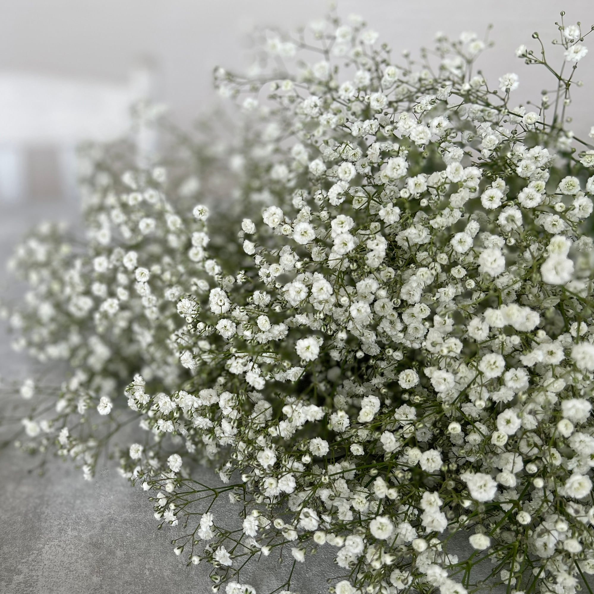 順次発送〉白のカスミソウ〈Baby's breath〉☆フラワーロス削減 | 2020