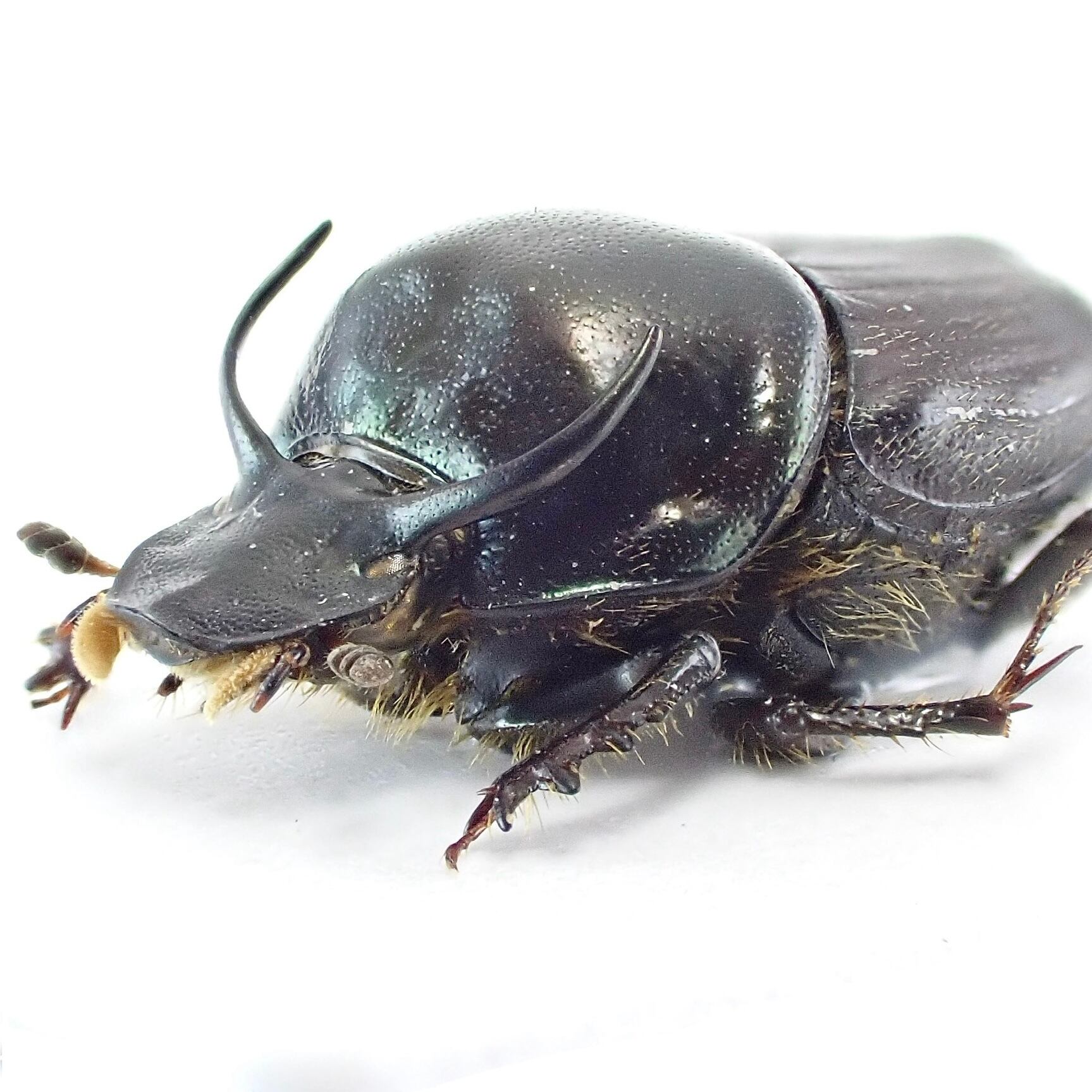 エンマコガネの仲間 | 昆虫標本 Diggers & Rollers