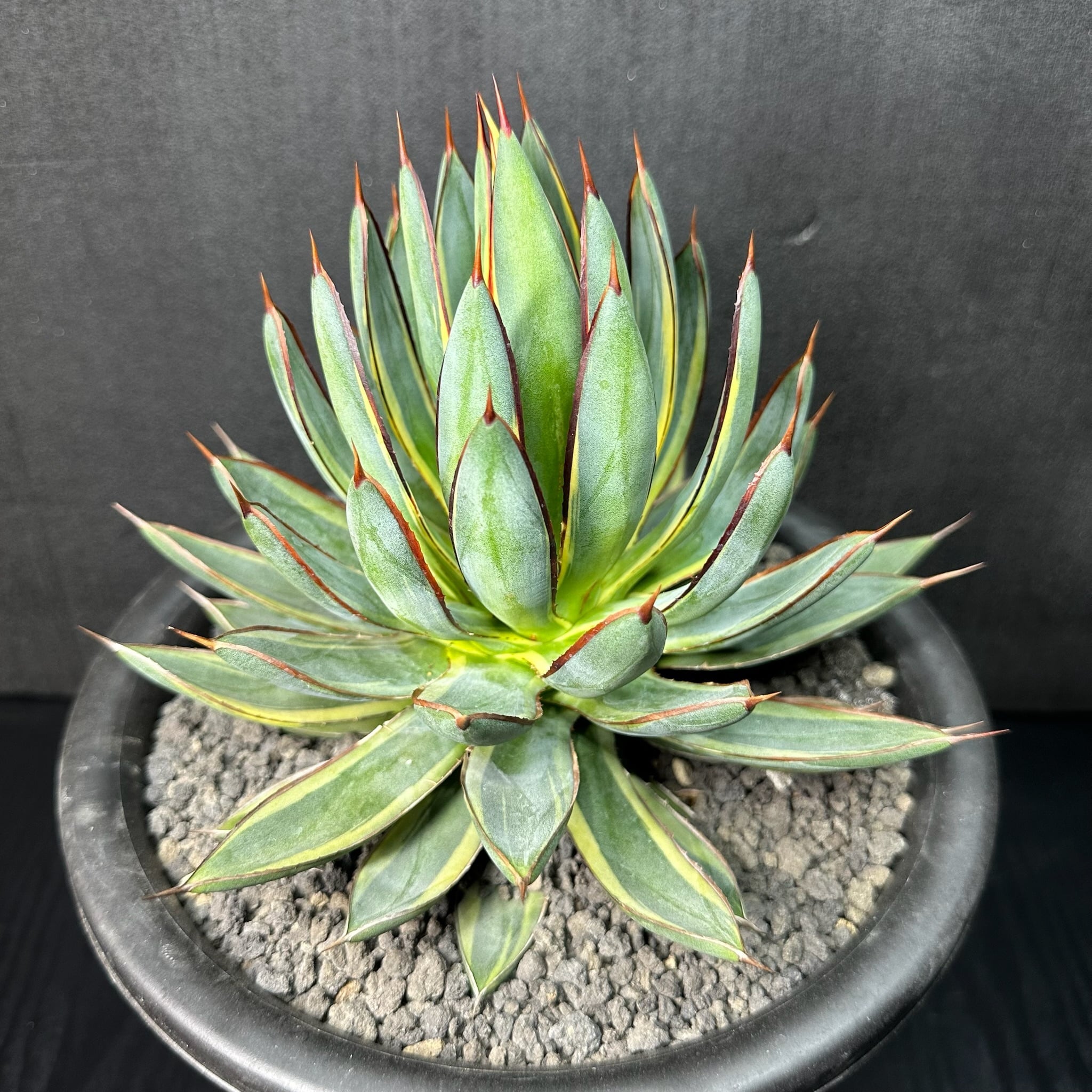 ハイブリッド | T Plants Labo