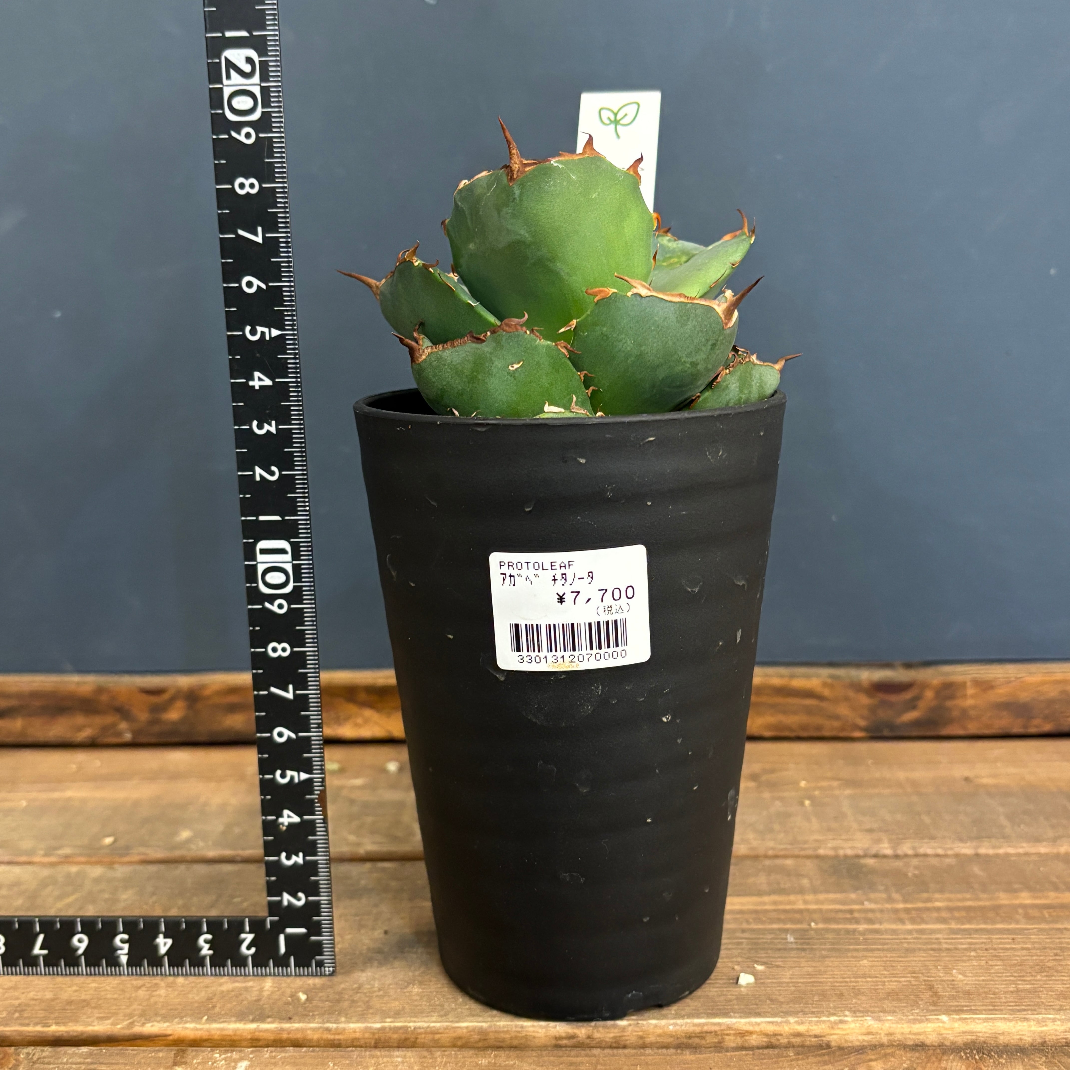 アガベ　チタノタ　アメリカンジャガーノート 22d3f39a7de90aaa4ea2f8716801dc