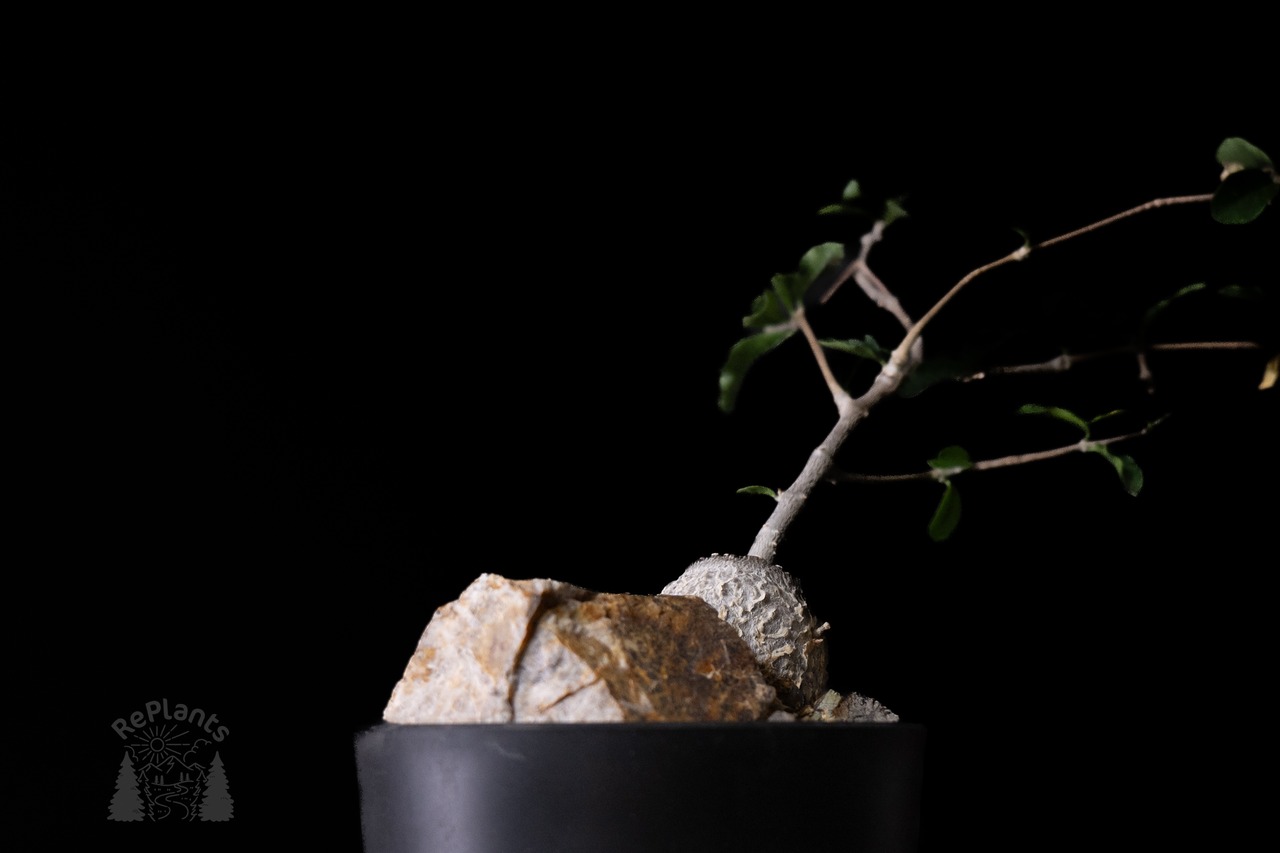 Habitat Style Fockea edulis