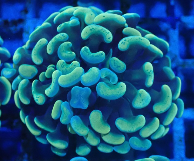 ParaAncora YellowBlue 3