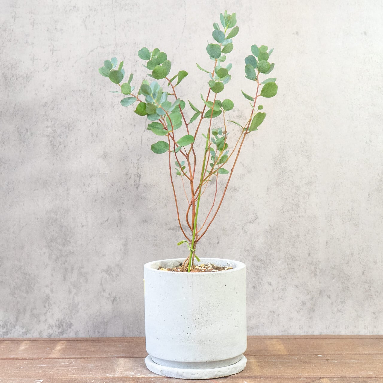 【愛らしい丸葉の重なり】ユーカリ・ポポラスを根腐れを防ぐ独自配合の用土で植え込み。手づくりモルタル鉢の質感が、お部屋をモダンに彩る一点ものです｜虫発生抑制｜送料全国一律850円