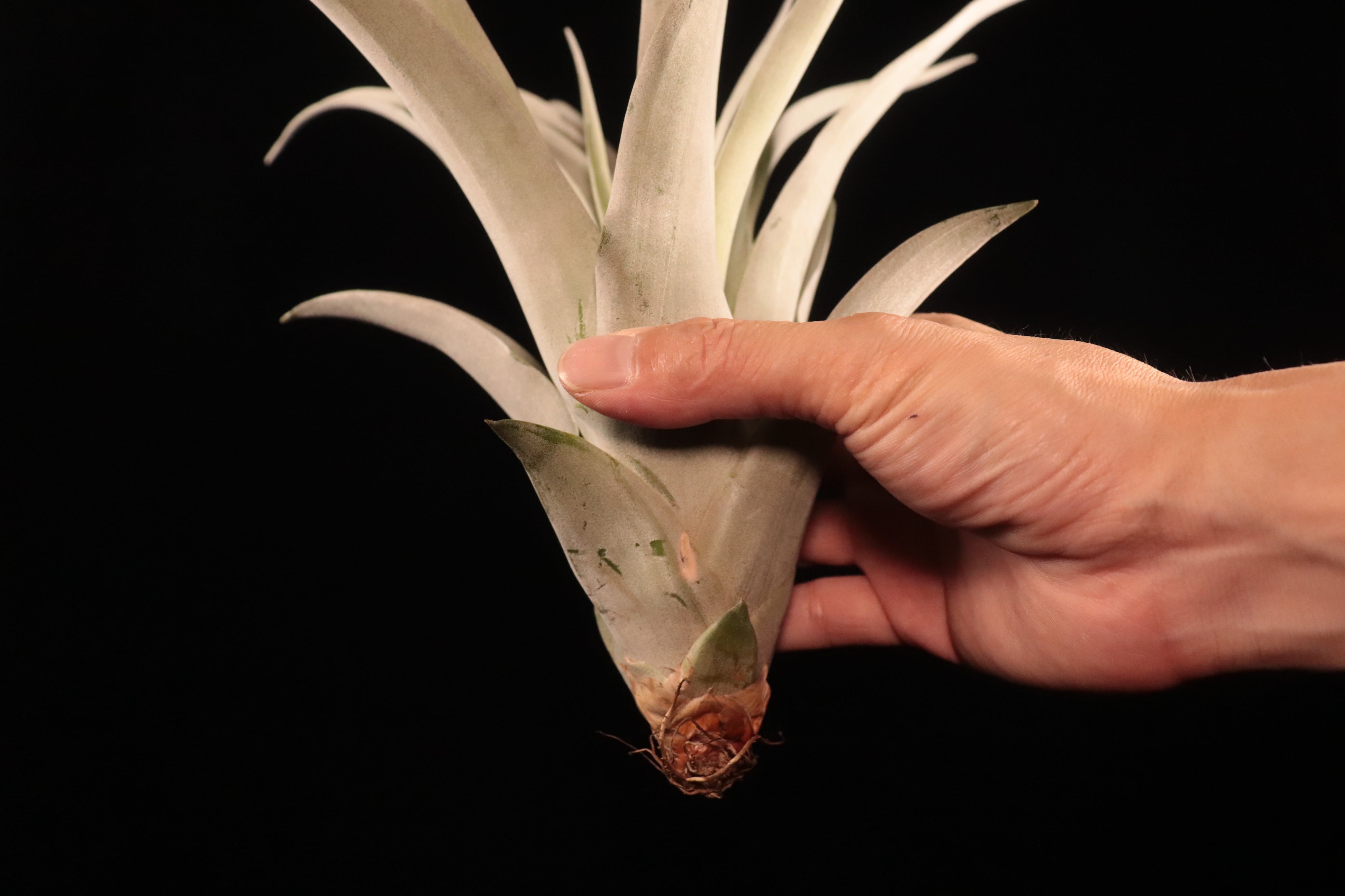 イベント先行販売】'Silver Torch'〔エアプランツ〕現品発送T5187