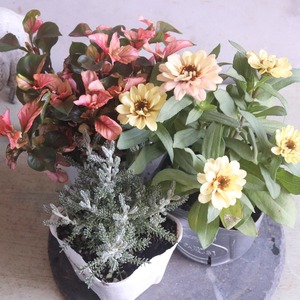 サントリナ　シルバーリーフ　寄せ植えにオススメ　