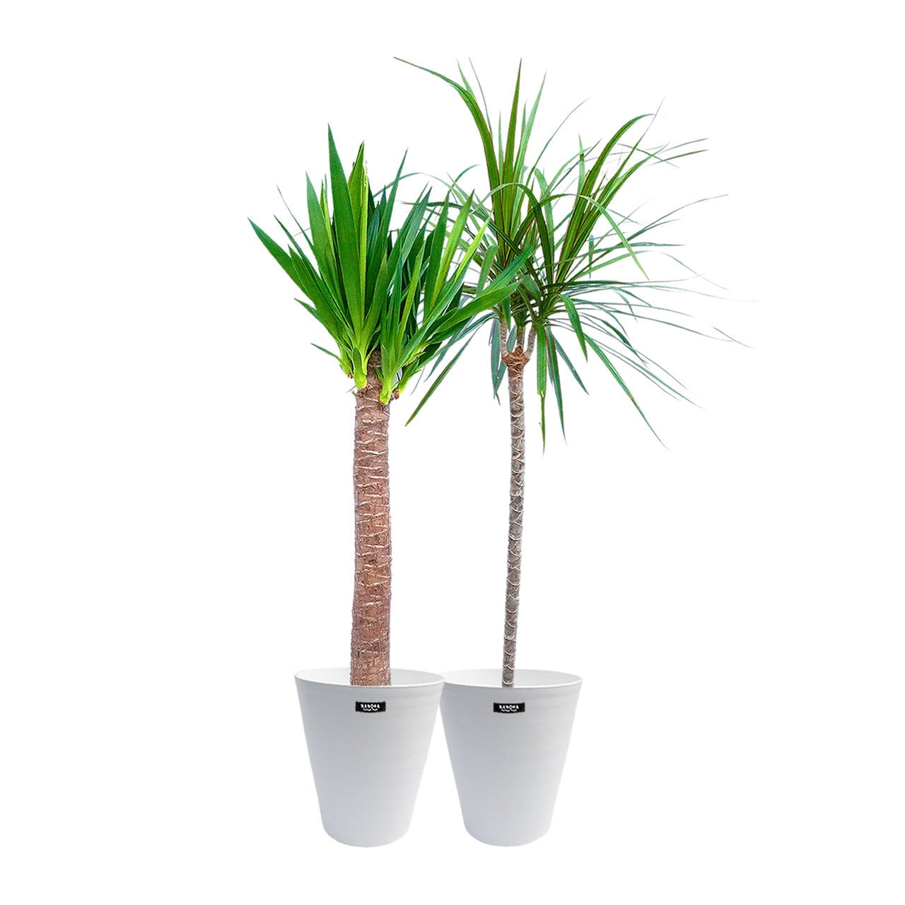 値下！希少！180cm一本立ち形状ドラセナユッカ！配送可！観葉植物