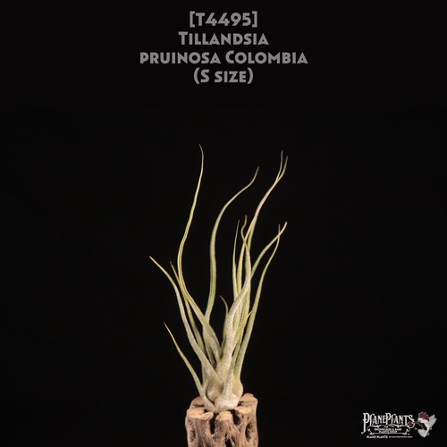 【送料無料】pruinosa Colombia S〔エアプランツ〕現品発送T4495