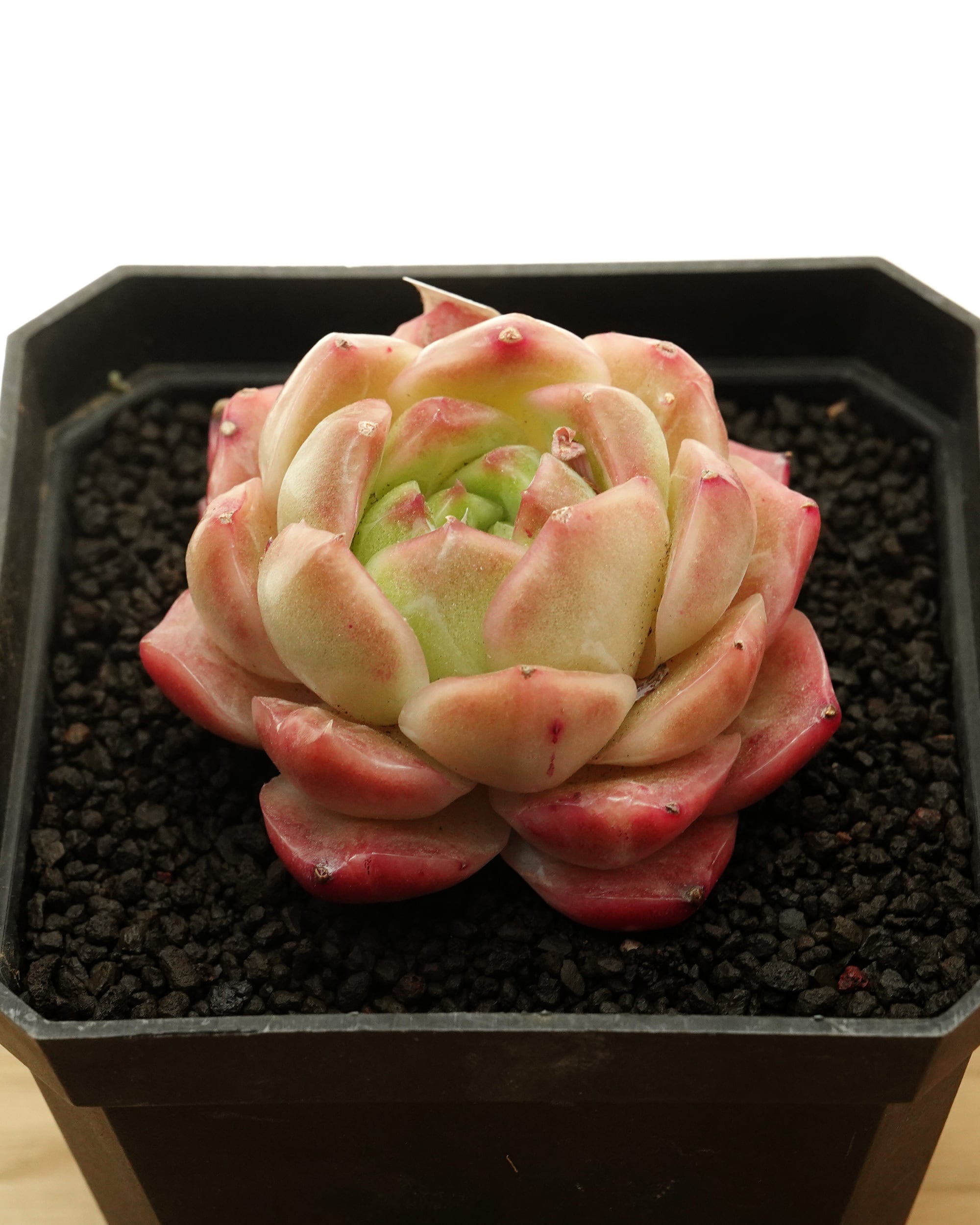 抜き苗 パリー トルンカータ オリザバ Agave parryi var.truncata