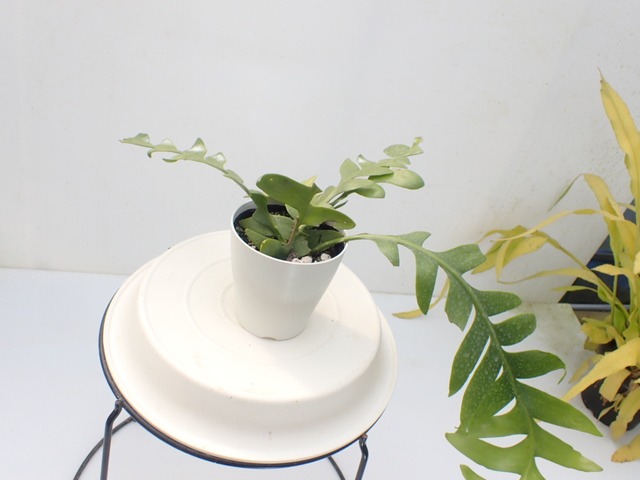 Epiphyllum chrysocardium　１０．５ｃｍＰＯＴ　３．５号鉢