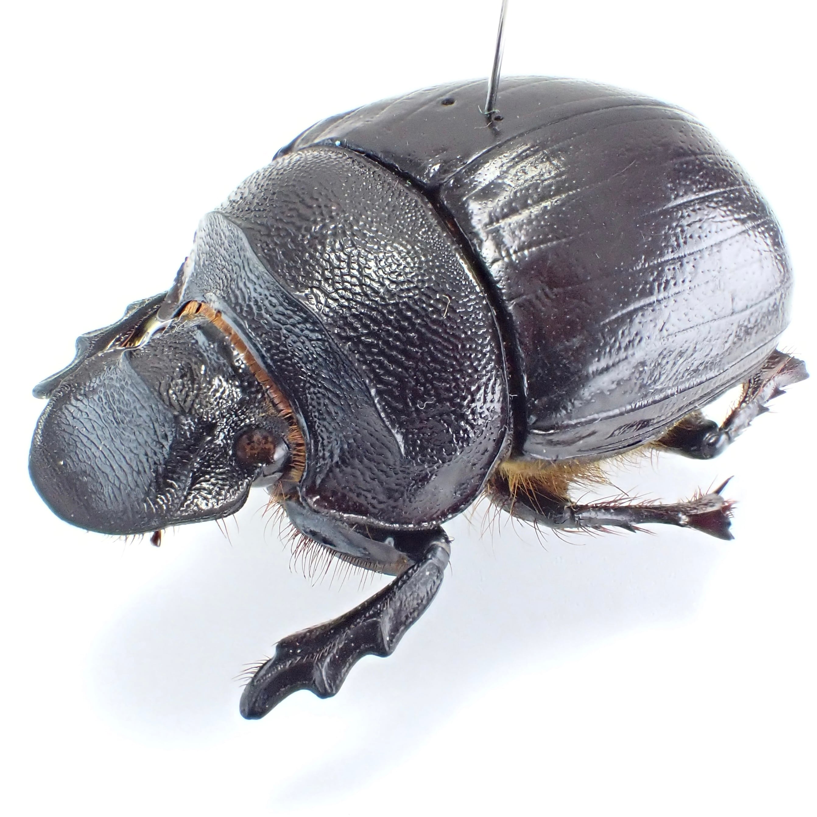 標本 Etiopia Helicopris densissa 35mm エチオピア産 Heliocopris densissa ♂♀ 35mm/38mm | 昆虫標本