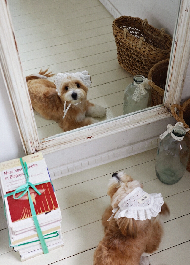 〈 即納アイテム 〉OHDIBS / Manon Kerchief(マノン・カーチフ)