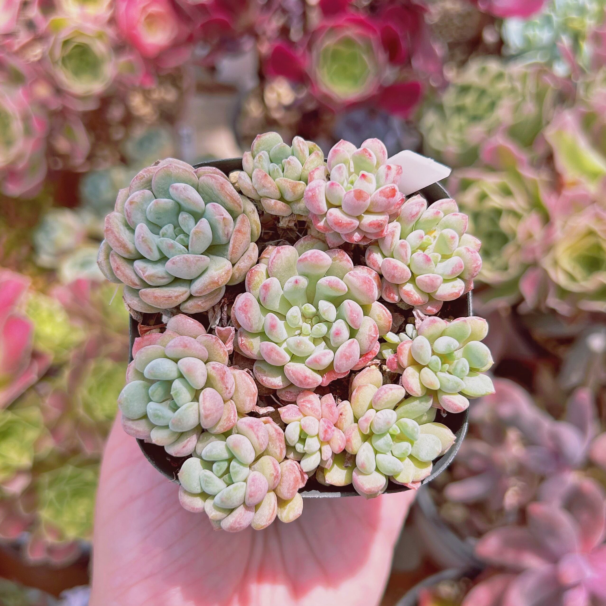 #527現物　多肉植物　萌豆　抜き苗