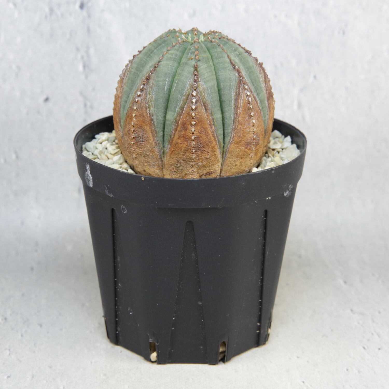 2913さん専用】【美株!木質化‼︎まん丸】【鬼コレクション株】オベサ