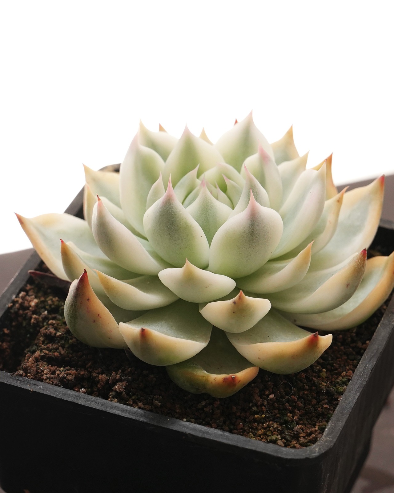 【PREMIUM】 鉢植え  エケベリア チワワエンシス錦 陰陽 全周斑化【1本限定】 Echeveria chihuahuaensis 'Yin Yang Variegated'